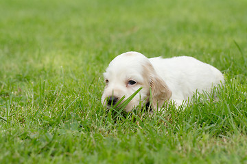 Image showing Looking English Cocker Spaniel puppy