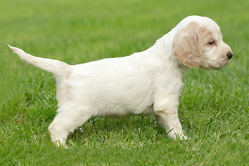 Image showing Looking English Cocker Spaniel puppy