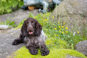 Image showing outdoor portrait of lying english cocker spaniel