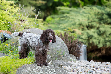 Image showing outdoor portrait of english cocker spaniel
