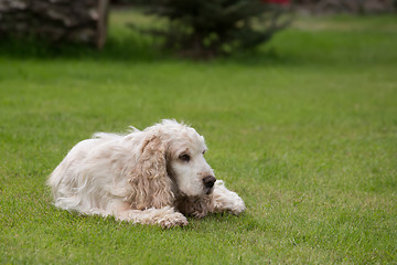 Image showing outdoor portrait of lying english cocker spaniel