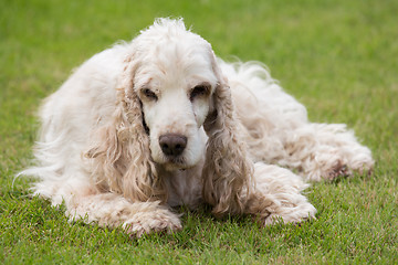 Image showing outdoor portrait of lying english cocker spaniel