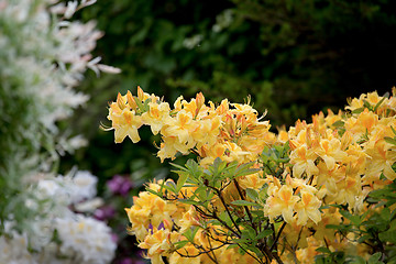 Image showing Yellow azalea, Rhododendron bush in blossom