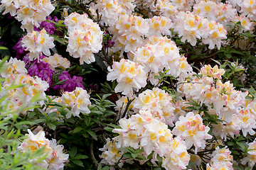 Image showing White azalea, Rhododendron bush in blossom