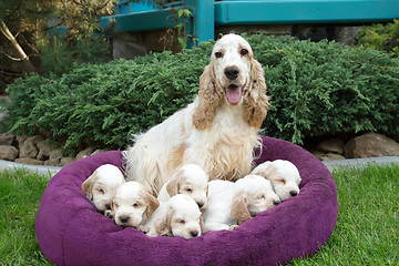 Image showing family of lying English Cocker Spaniel puppy