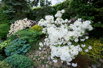 Image showing Beautiful spring garden design with rhododendron