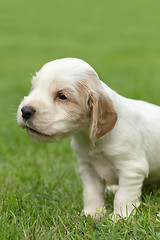 Image showing Looking English Cocker Spaniel puppy