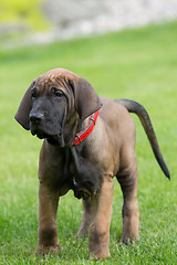 Image showing young puppy of Fila Brasileiro (Brazilian Mastiff)