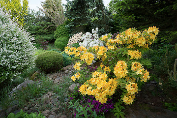 Image showing Beautiful spring garden design with rhododendron