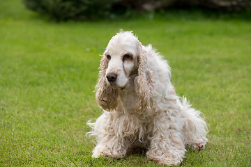 Image showing outdoor portrait of lying english cocker spaniel