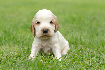 Image showing Looking English Cocker Spaniel puppy