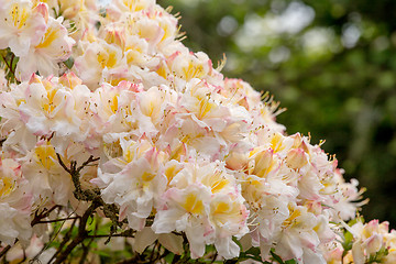 Image showing White azalea, Rhododendron bush in blossom