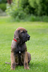 Image showing young puppy of Fila Brasileiro (Brazilian Mastiff)