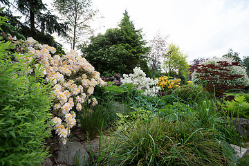 Image showing Beautiful spring garden design with rhododendron