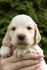 Image showing Looking English Cocker Spaniel puppy