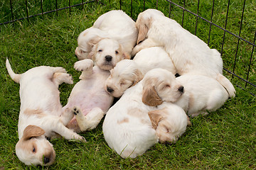 Image showing family of lying English Cocker Spaniel puppy