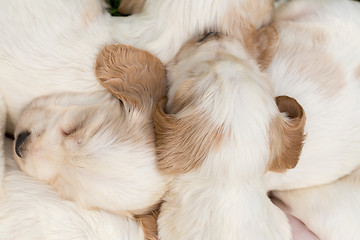 Image showing family of lying English Cocker Spaniel puppy