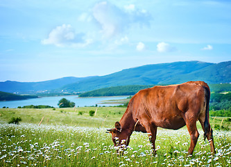 Image showing caws in field