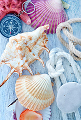 Image showing sea shells