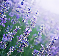 Image showing lavender