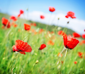 Image showing poppy field