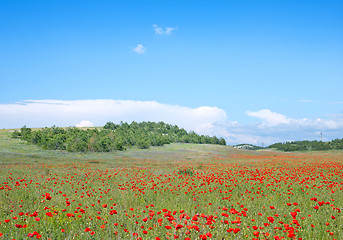 Image showing nature background