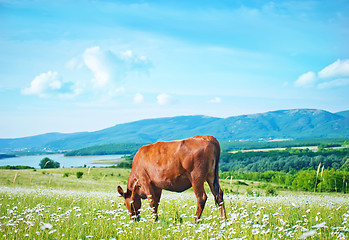 Image showing caws in field