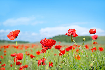 Image showing poppy field