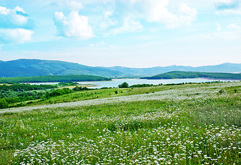 Image showing camomille field