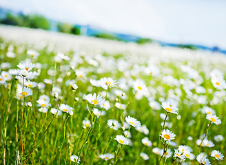 Image showing nature background