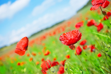 Image showing poppy field