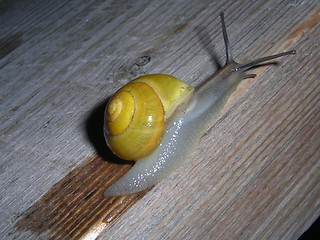 Image showing Snail_3_11.04.2005