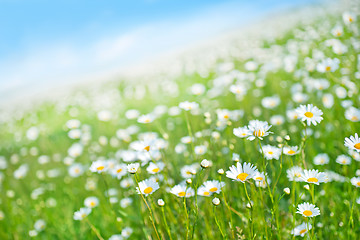 Image showing flowers