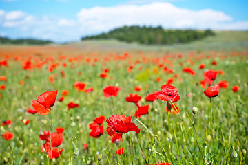 Image showing poppy field