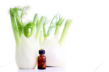 Image showing fennel essential oil