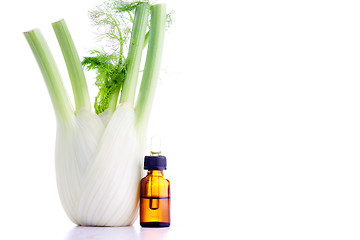 Image showing fennel essential oil