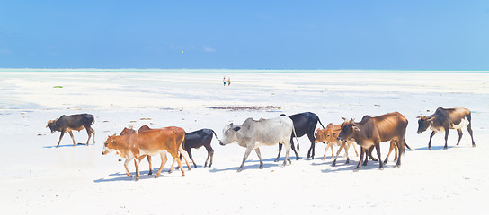 Image showing Cattle on Paje beach, Zanzibar.