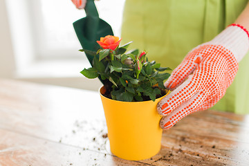 Image showing close up of woman hands planting roses in pot