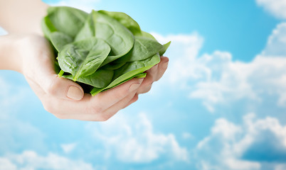 Image showing close up of woman hands holding spinach