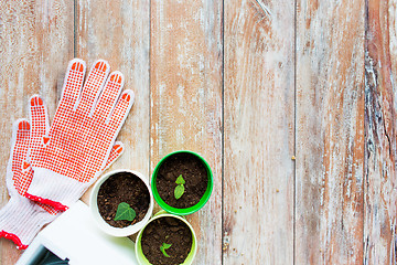 Image showing close up of seedlings and garden gloves