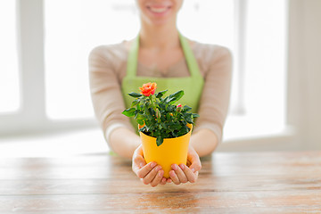 Image showing close up of woman hands holding roses bush in pot