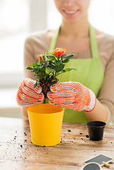 Image showing close up of woman hands planting roses in pot