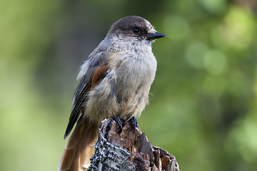 Image showing siberian jay