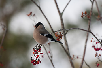 Image showing female bullfinch