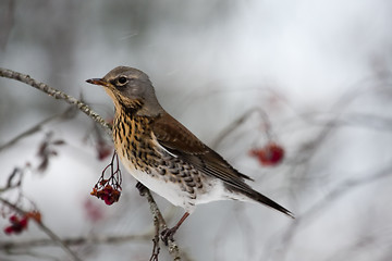 Image showing fieldfare