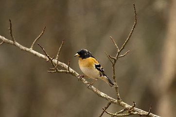 Image showing brambling