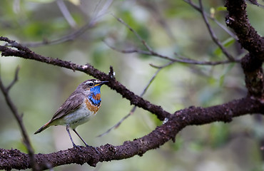 Image showing bluethroat