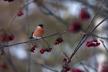 Image showing male bullfinch