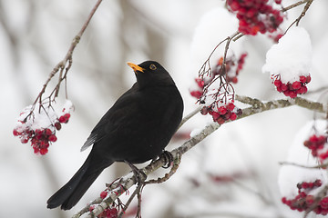 Image showing blackbird