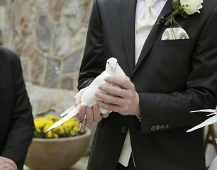 Image showing Groom with dove in hand